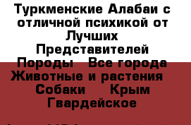 Туркменские Алабаи с отличной психикой от Лучших Представителей Породы - Все города Животные и растения » Собаки   . Крым,Гвардейское